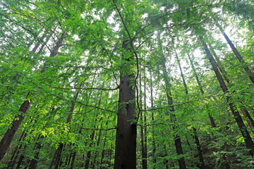 Metasequoia plants in Beijing Botanical Garden