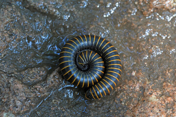 Millipedes in the wild, North China