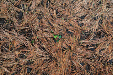 Cedar leaves on the ground, Beijing Botanical Garden