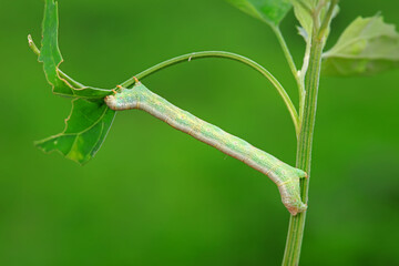 Lepidoptera larva inchworm in the wild, North China