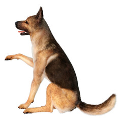 3D Rendering German Shepherd on White