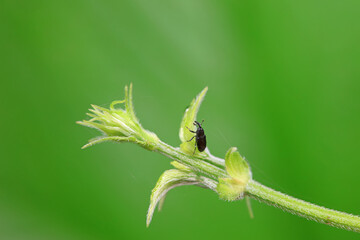 Weevil on wild plants, North China