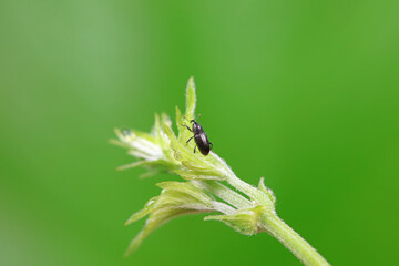 Weevil on wild plants, North China
