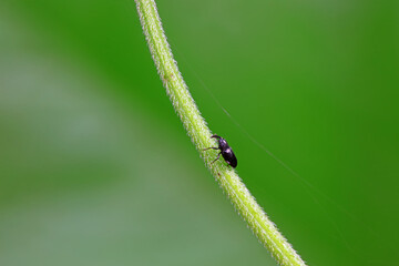 Weevil on wild plants, North China