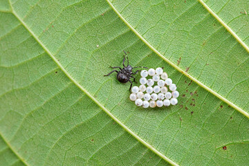 Insect eggs on wild plants, North China