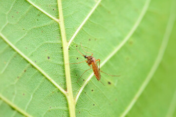 mosquito insect in the wild, North China