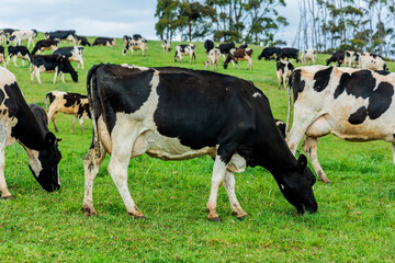 Dairy cow grazing in a meadow of pasture on a farm