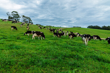 Dairy cow grazing in a meadow of pasture on a farm
