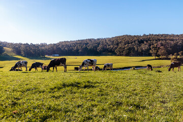 Dairy cow grazing in a meadow of pasture on a farm