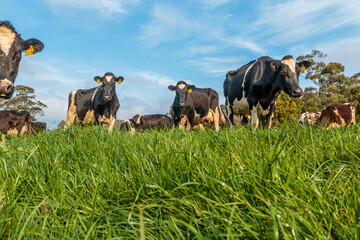 Dairy cow grazing in a meadow of pasture on a farm