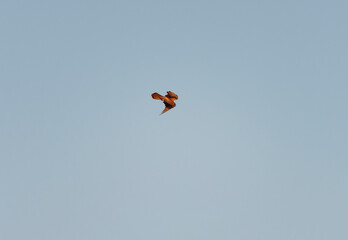 Turmfalke, Falco tinnunculus