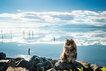 Adorable female long-haired and brindle cat with the sea behind while enjoying the sun. Wonderful portrait of wild and stray cat. Cats at the sea. Beautiful sky and calm sea.
