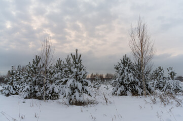 Evening in the winter forest after a snowfall. A group of young pine trees in a snowy meadow. The branches of the trees are lushly covered with white snow. Embossed cloudy sky. Russia, Ural 