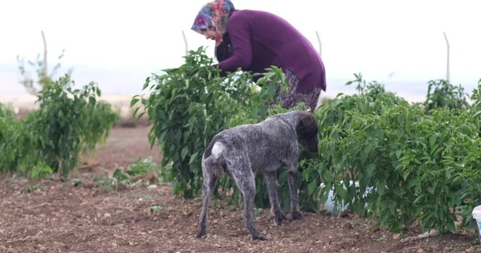 On a sunny day farmer picking red chili peppers in a greenhouse with their naughty dog