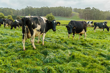 Dairy cow grazing in a meadow of pasture on a farm - obrazy, fototapety, plakaty