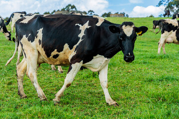 Dairy cow grazing in a meadow of pasture on a farm