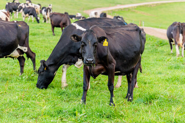Obraz na płótnie Canvas Dairy cow grazing in a meadow of pasture on a farm