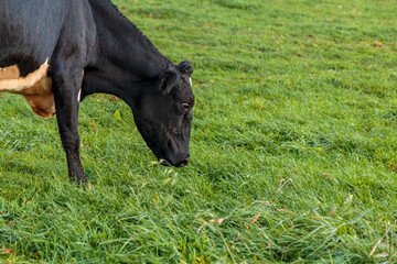 Dairy cow grazing in a meadow of pasture on a farm