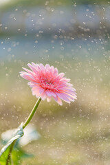 pink daisy flower
