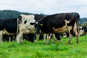 Dairy cow grazing in a meadow of pasture on a farm