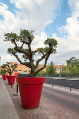 street with olive trees planted in large red pots