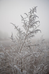 Frost on plants in the fog. Gentle pastel background.