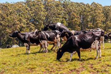 Fototapeta na wymiar Dairy cow grazing in a meadow of pasture on a farm