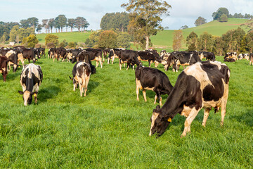 Dairy cow grazing in a meadow of pasture on a farm