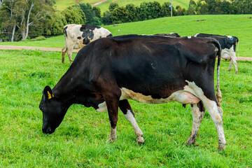 Dairy cow grazing in a meadow of pasture on a farm