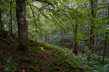 Obraz premium Das Naturschutzgebiet Lösershag bei Oberbach-Wildflecken, Biosphärenreservat Rhön, Unterfranken, Franken, Bayern, Deutschland