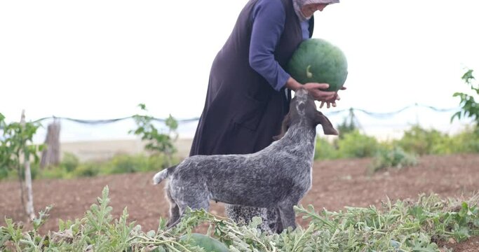 An experienced farmer in an agricultural field with a ripe watermelon in her hands and harvesting with her naughty dog