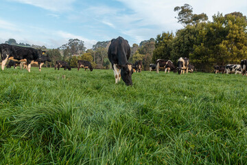 Dairy cow grazing in a meadow of pasture on a farm
