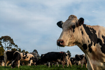 Dairy cow grazing in a meadow of pasture on a farm