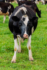 Dairy cow grazing in a meadow of pasture on a farm