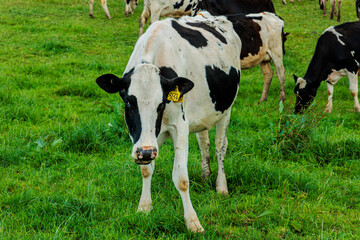 Dairy cow grazing in a meadow of pasture on a farm