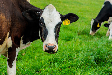 Dairy cow grazing in a meadow of pasture on a farm