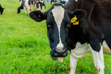 Dairy cow grazing in a meadow of pasture on a farm