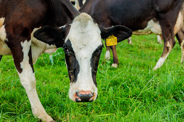 Dairy cow grazing in a meadow of pasture on a farm