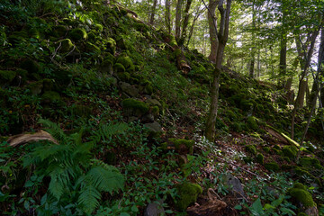 Das Naturschutzgebiet Lösershag bei Oberbach-Wildflecken, Biosphärenreservat Rhön, Unterfranken, Franken, Bayern, Deutschland
