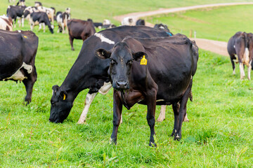 Dairy cow grazing in a meadow of pasture on a farm