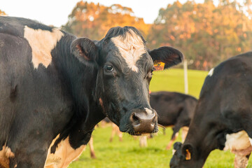 Dairy cow grazing in a meadow of pasture on a farm