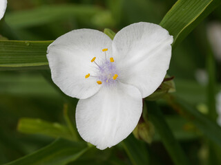 (Tradescantia andersoniana) Gros plan sur fleur lumineuse d'éphémère de Virginie à trois...