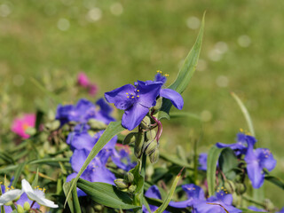 Tradescantia virginiana |  Touffe de fleurs d'éphémères de Virginie à pétales bleu violacé au...