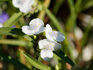 Tradescantia andersoniana | Touffe d'éphémères ou éphémérines de Virginie à fleurs à trois...