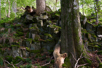 Das Naturschutzgebiet Lösershag bei Oberbach-Wildflecken, Biosphärenreservat Rhön, Unterfranken, Franken, Bayern, Deutschland