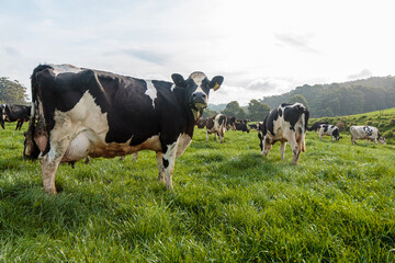 Dairy cow grazing in a meadow of pasture on a farm - obrazy, fototapety, plakaty