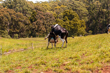 Dairy cow grazing in a meadow of pasture on a farm