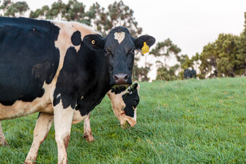 Dairy cow grazing in a meadow of pasture on a farm