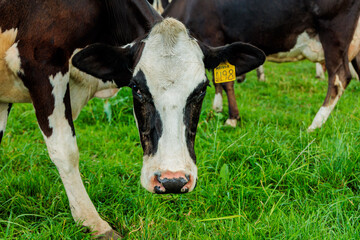 Dairy cow grazing in a meadow of pasture on a farm