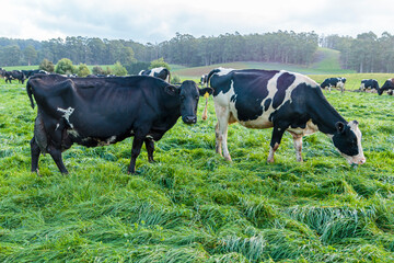 Dairy cow grazing in a meadow of pasture on a farm